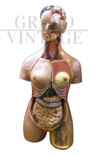 Busto anatomico di donna, vintage anni '60