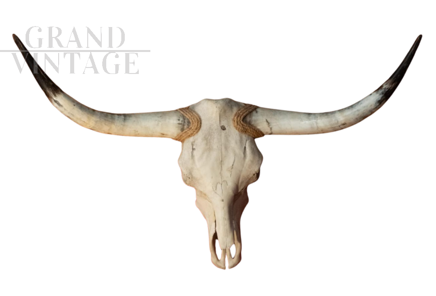 Trofeo in legno con corna di mucca del Texas                            