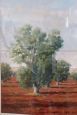 Uliveto a Tarquinia - dipinto di Alfieri Manlio, olio su tela del XX secolo