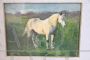 Edwin Ganz - dipinto con cavallo bianco, olio su tavola della prima metà del '900                       
                            