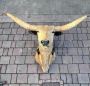 Trofeo di testa di mucca Longhorn del Texas imbalsamata                            