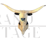 Trofeo di testa di mucca Longhorn del Texas imbalsamata                       
                            