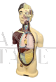 Busto anatomico di uomo vintage anni '60