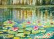 Lago con Ninfee -  dipinto di Miranda Magistrelli