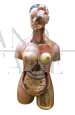 Busto anatomico di donna, vintage anni '60