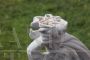 Statua da giardino classica con Venere danzante di fine '900