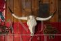 Trofeo in legno con corna di mucca del Texas                            