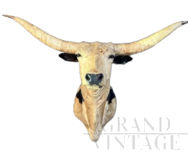 Trofeo di testa di mucca Longhorn del Texas imbalsamata                       
                            