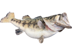 Large largemouth black bass in taxidermy