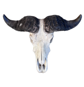 American bison skull