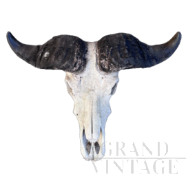 American bison skull