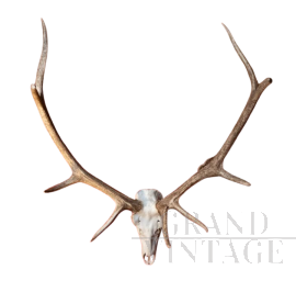 Corna e trofeo di cervo in legno                            