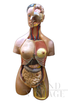 Busto anatomico di donna, vintage anni '60