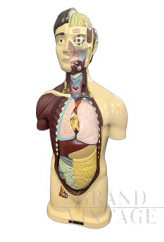 Busto anatomico di uomo vintage anni '60
