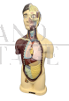Anatomical bust of a man, vintage 1960s