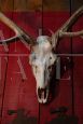 Wooden trophy with deer antlers