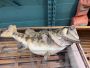 Large largemouth black bass in taxidermy