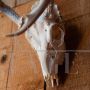 Wooden deer trophy with antlers