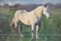Edwin Ganz - painting with a white horse, oil on wood from the first half of the 20th century