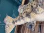 Large largemouth black bass in taxidermy