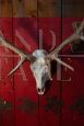Wooden trophy with deer antlers