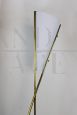 Vintage floor lamp with two intertwined stems in brass and glass