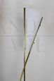 Vintage floor lamp with two intertwined stems in brass and glass