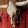 Texas cow wooden trophy with long horns