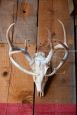 Wooden deer trophy with antlers