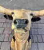 Stuffed Texas Longhorn cow head trophy
