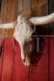 Texas cow wooden trophy with long horns