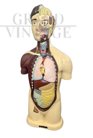 Anatomical bust of a man, vintage 1960s