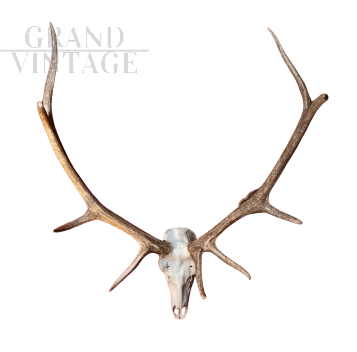 Wooden trophy with deer antlers