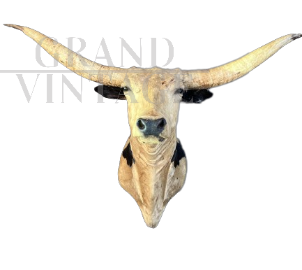 Stuffed Texas Longhorn cow head trophy