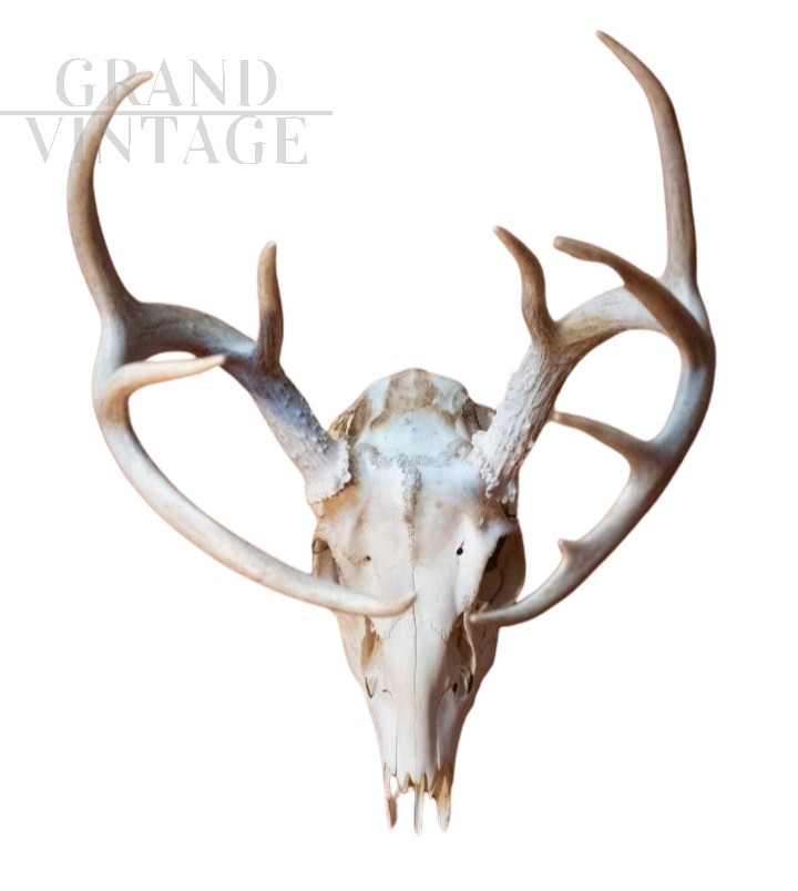 Wooden deer trophy with antlers